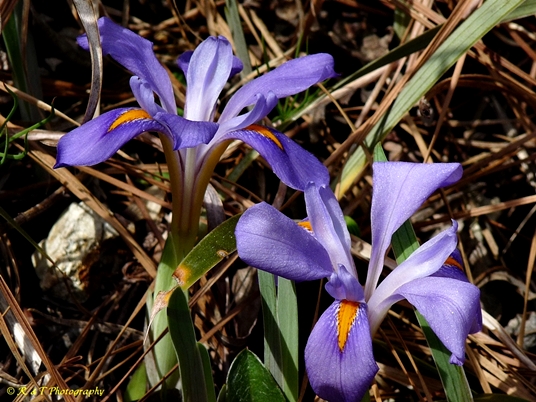 {Iris verna var. smalliana}